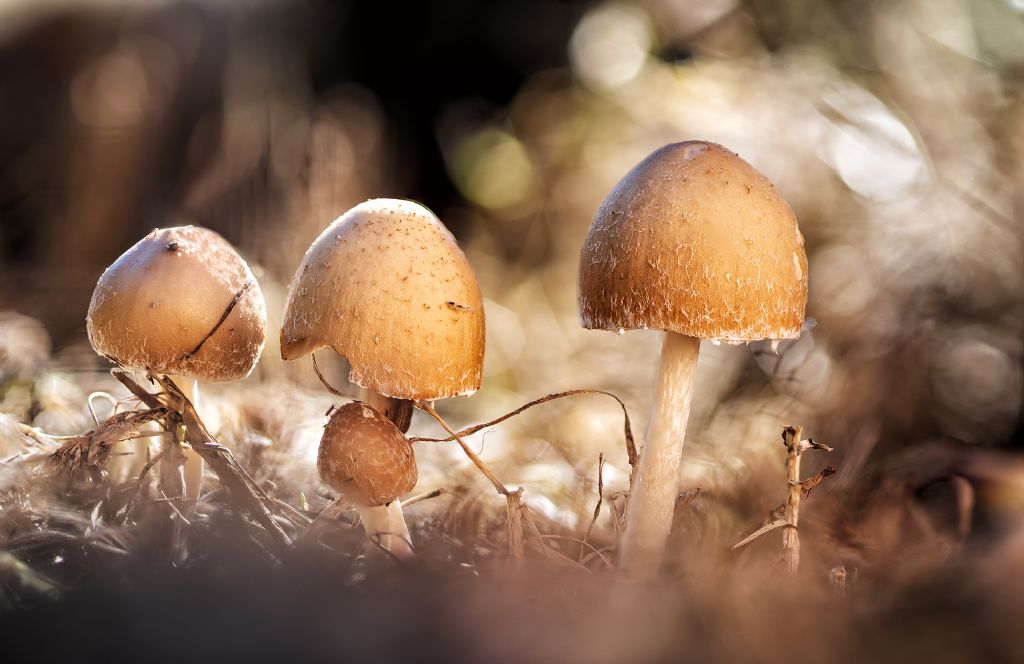 Riconoscimento di funghi di ambienti dunali